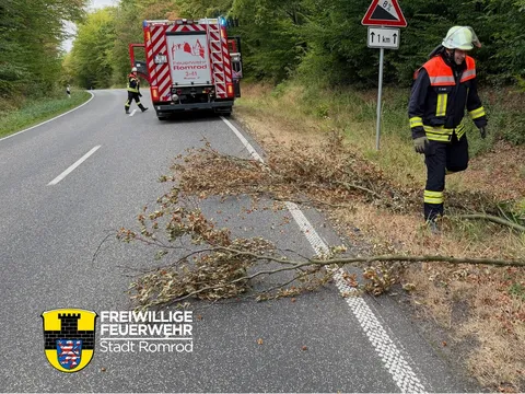 H1_Baum.jpg